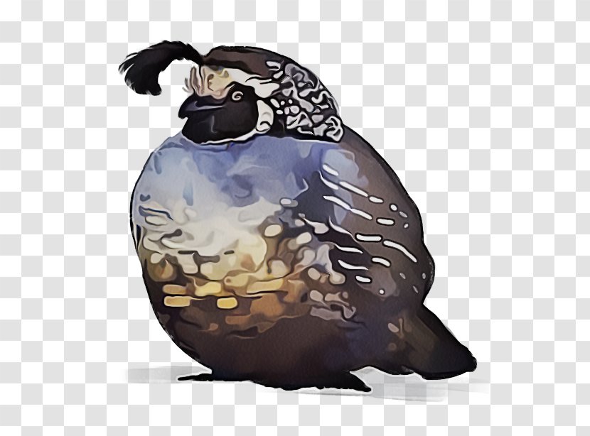 Flightless Bird Beak - Quail Transparent PNG