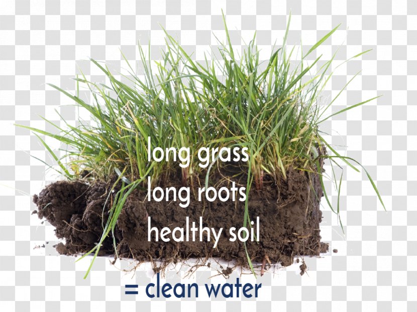 Soil Stock Photography Root - Grass Family Transparent PNG