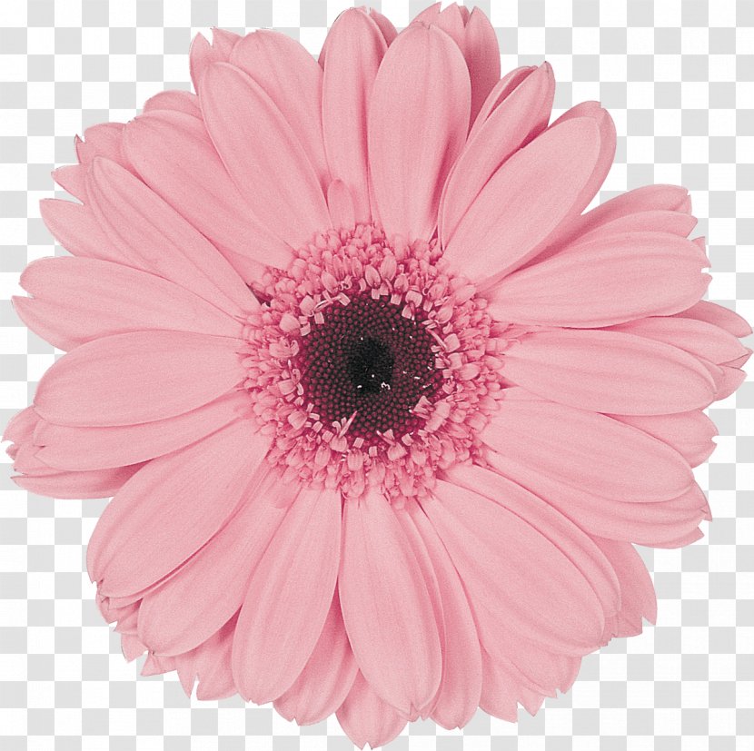 Transvaal Daisy Pink Eraser Poster Flower - Yellow - Gerbera Transparent PNG