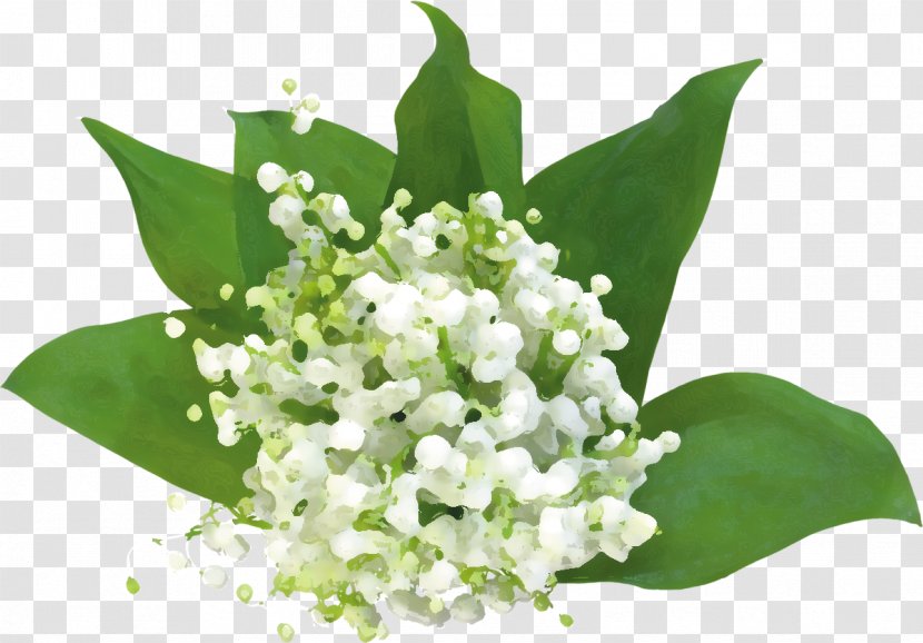 Clip Art Lily Of The Valley Image Desktop Wallpaper - Flowering Plant - Real Flower Transparent PNG