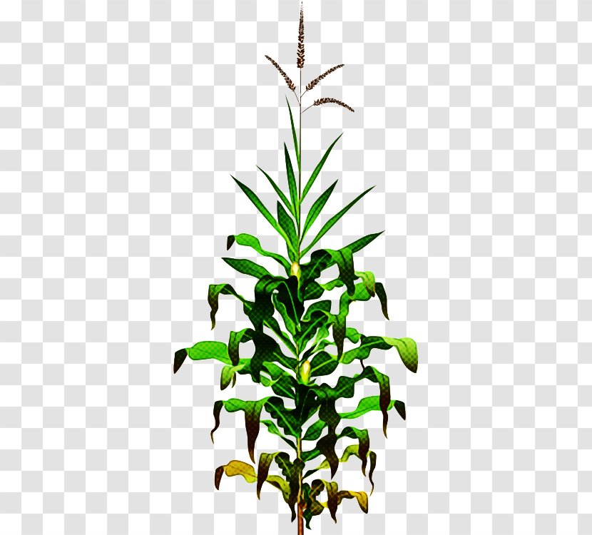 Flower Plant Leaf Stem Terrestrial - Herbaceous Houseplant Transparent PNG