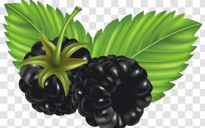 Fruit Blackberry Clip Art - Raspberry Transparent PNG