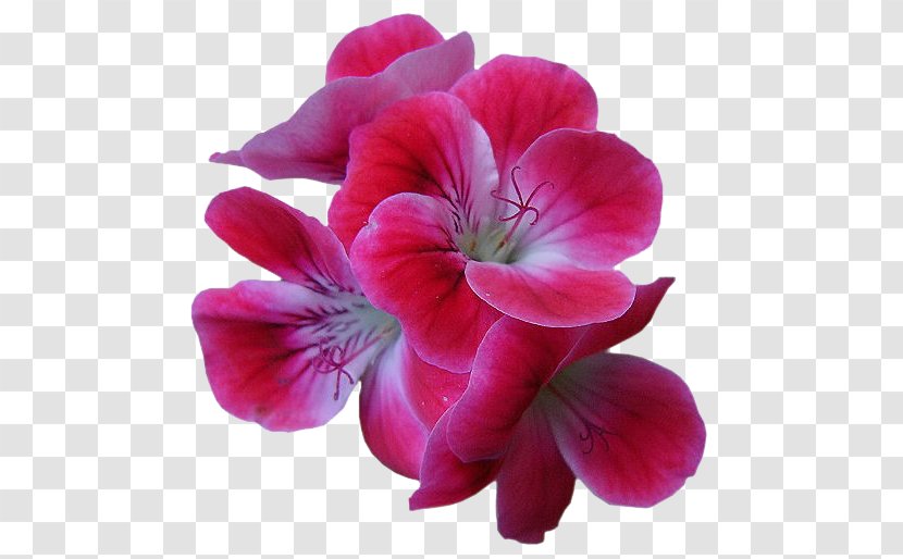 Flower - Blog - Petal Transparent PNG