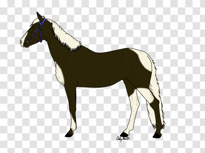 Mane Mustang Stallion Foal Mare Transparent PNG