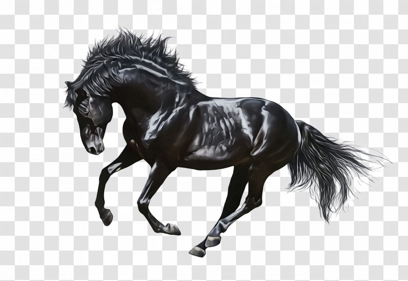 Horse Animal Figure Stallion Mane Mare - Drawing - Mustang Transparent PNG