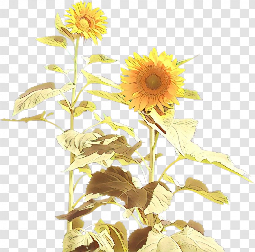 Four Withered Sunflowers Two Cut Common Sunflower Clip Art Transparent PNG