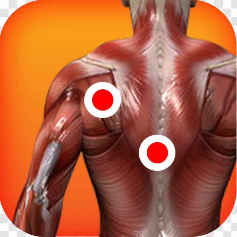 Myofascial Trigger Point Muscle Human Body Anatomy Therapy - Flower - The Pleasing Muscles Of Water Transparent PNG