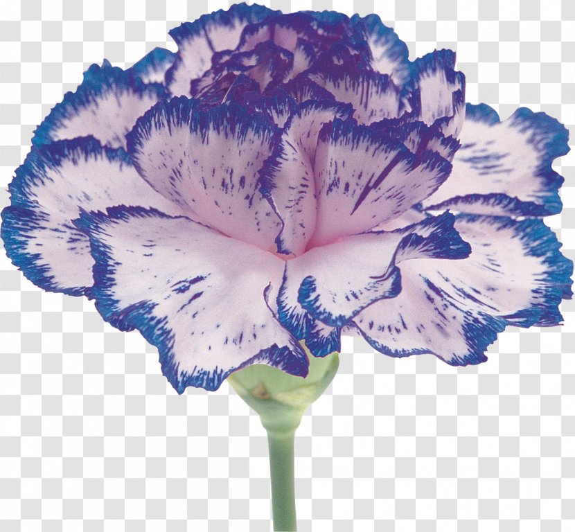 Carnation Flower Petal Photography - CARNATION Transparent PNG