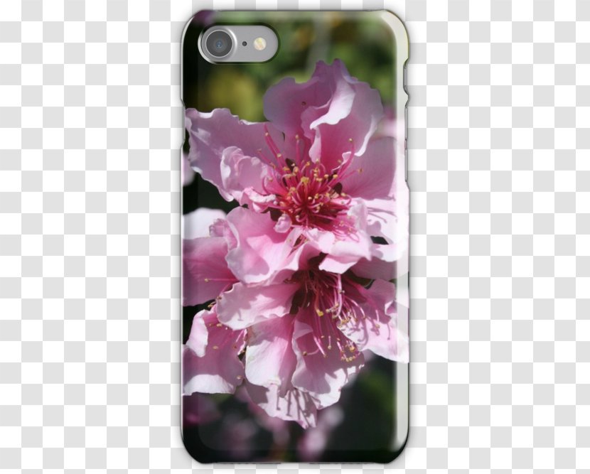 Blossom Flower Tapestry The Tao Of Zen Taoism - Spring - Peach Tree Transparent PNG