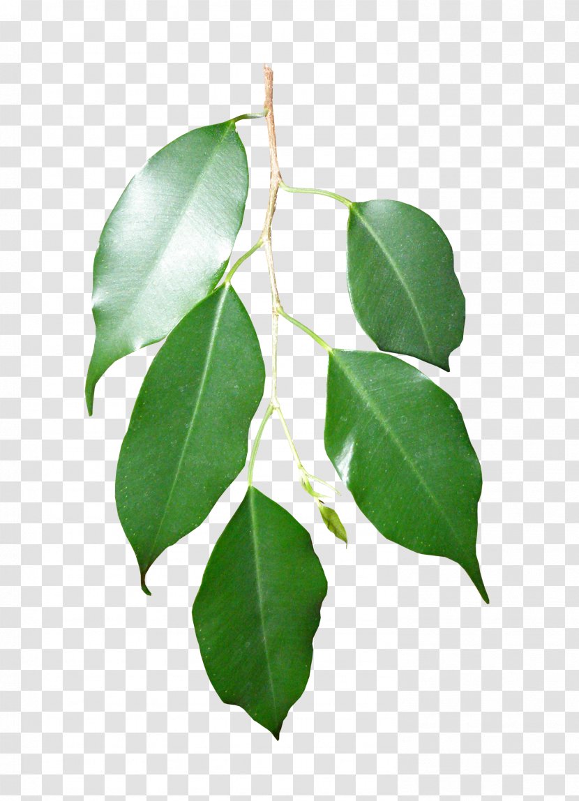 Leaf Plant Raster Graphics Clip Art - Branch Transparent PNG