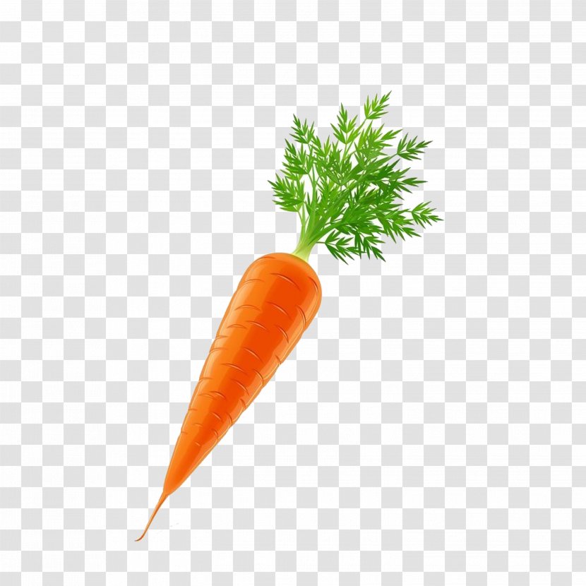 Vegetable Carrot Euclidean Vector - Baby Transparent PNG