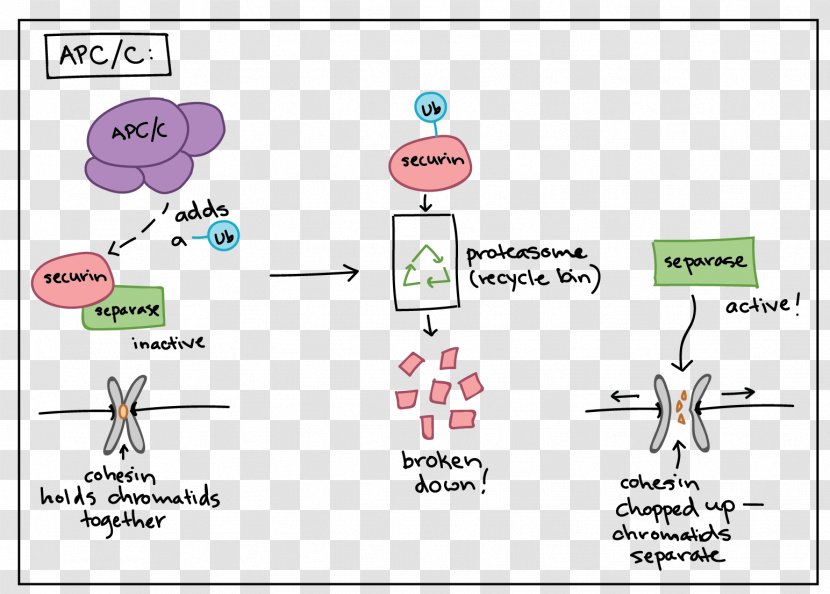 Anaphase-promoting Complex Securin Maturation Promoting Factor Mitosis - Frame - Magnified Cancer Cell Cartoon Transparent PNG