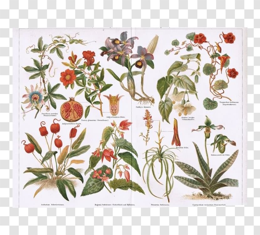 Botanical Illustration Botany Vintage Print Printing - Printmaking - Begonia Boliviensis Transparent PNG