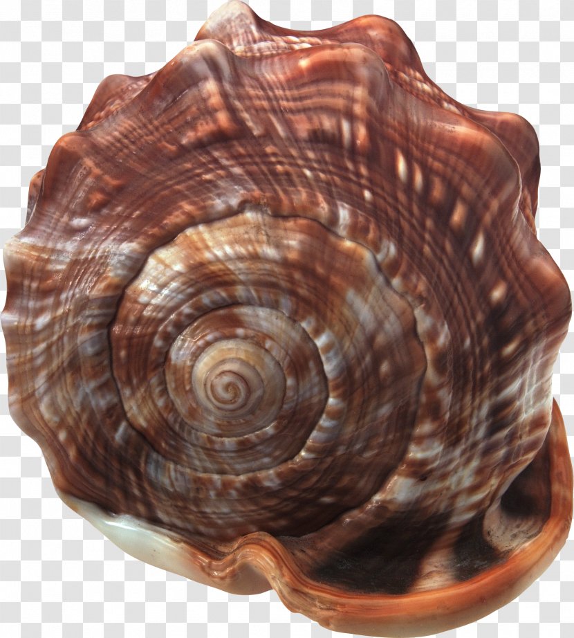 Cockle Seashell Clip Art - Snail Transparent PNG