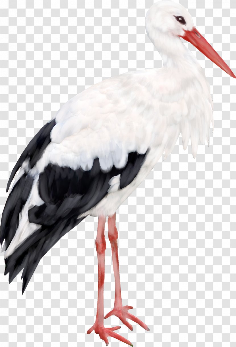 Common Crane Computer File - Bird - Stork Transparent PNG