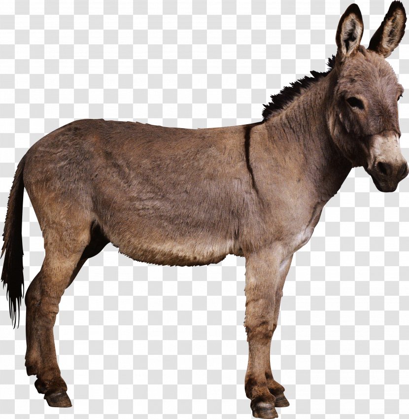 Donkeys In North America Horse Mule - Notorious Pleasures - Donkey Transparent PNG
