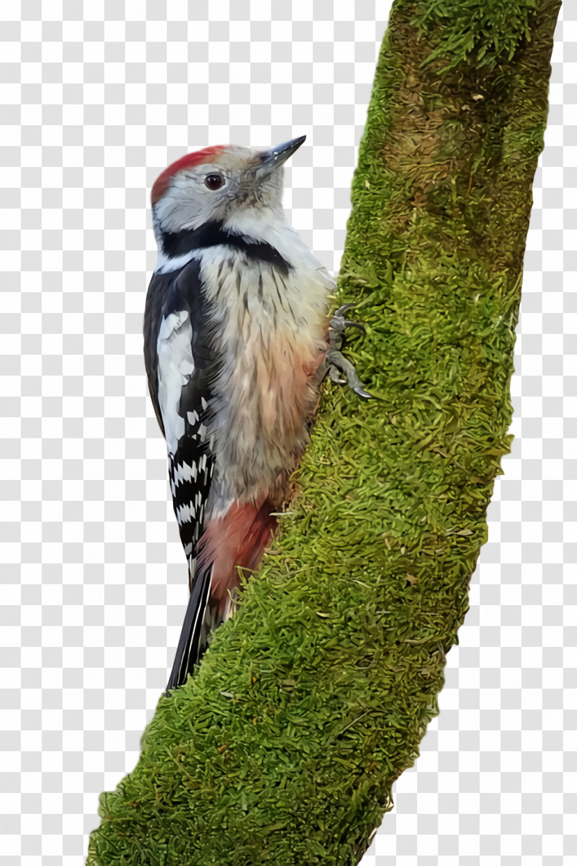 Woodpeckers Beak Transparent PNG