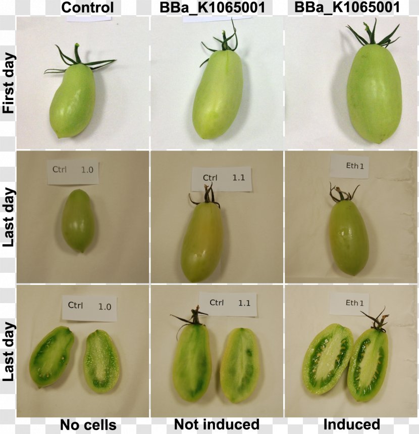 Ripening Fruit Ethylene Vegetable - Trento - Experiment Transparent PNG