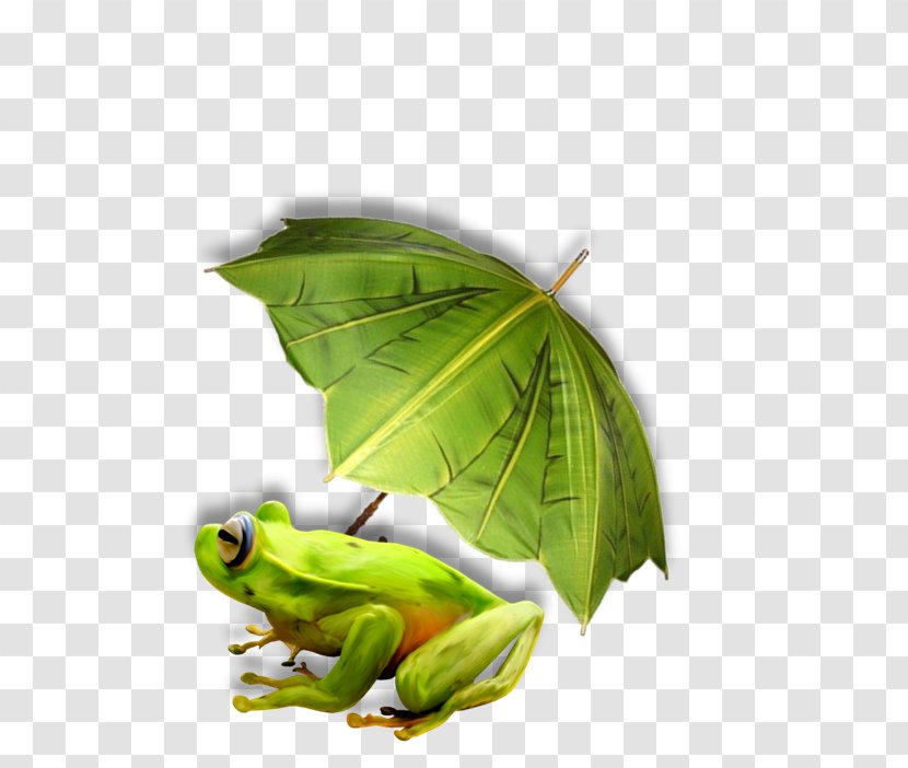 La Reine Des Grenouilles Tree Frog - Amphibian - Grenouille Transparent PNG
