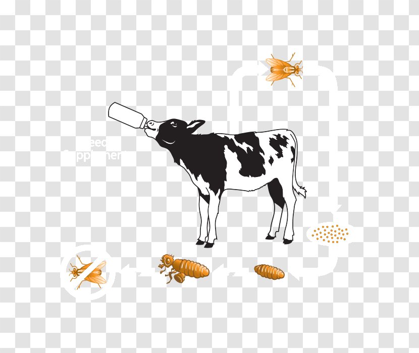 Dairy Cattle Beef Calf Ox Feeding - Feed Additive - Like Mammal Transparent PNG