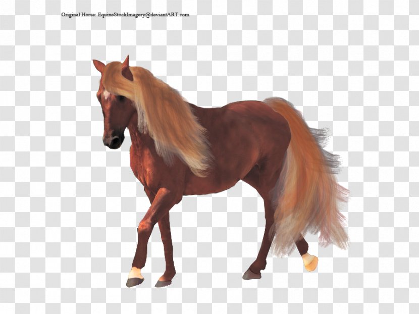 Mustang Stallion Foal Mare Rein Transparent PNG
