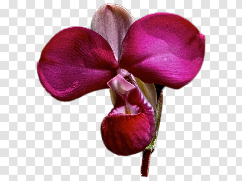 Moth Orchids Ecuador Epidendrum Secundum Plant Costa - Vanilla Transparent PNG