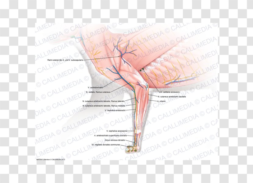 Thumb Nerve Muscle Nervous System Human Anatomy - Frame - Superficial Temporal Transparent PNG