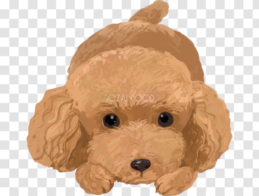 Toy Poodle Miniature Goldendoodle Cockapoo - Puppy Transparent PNG