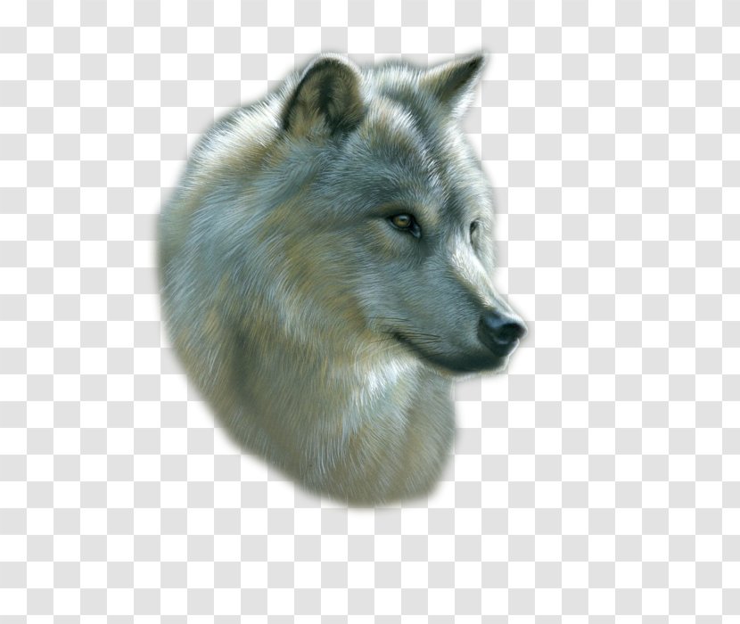 Gray Wolf Drawing Art Watercolor Painting - Snout Transparent PNG