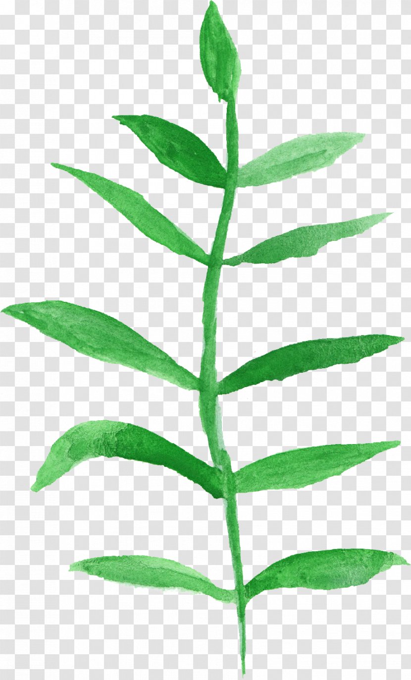Leaf Watercolor Painting Plant Stem - Branch - Leaves Transparent PNG