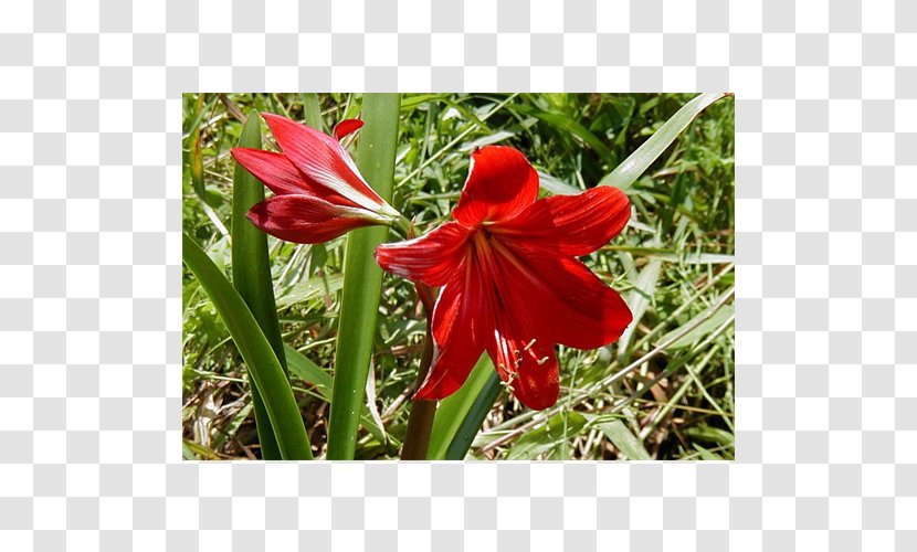 Amaryllis Crinum Jersey Lily Gladiolus Belladonna - Family Transparent PNG