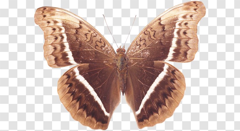 Brush-footed Butterflies Gossamer-winged Silkworm Butterfly Moth - Bombycidae Transparent PNG