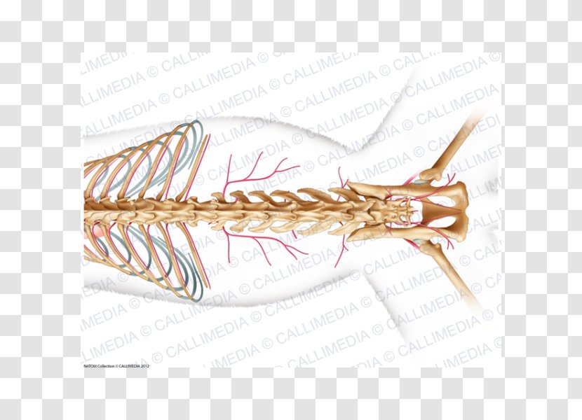 Cat Anatomy Artery Abdomen Circulatory System - Frame Transparent PNG