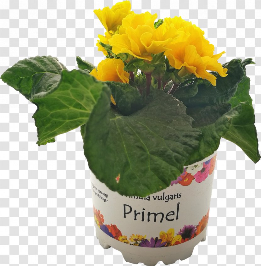 Cut Flowers Flowerpot Herb Flowering Plant - Argyranthemum Frutescens Transparent PNG