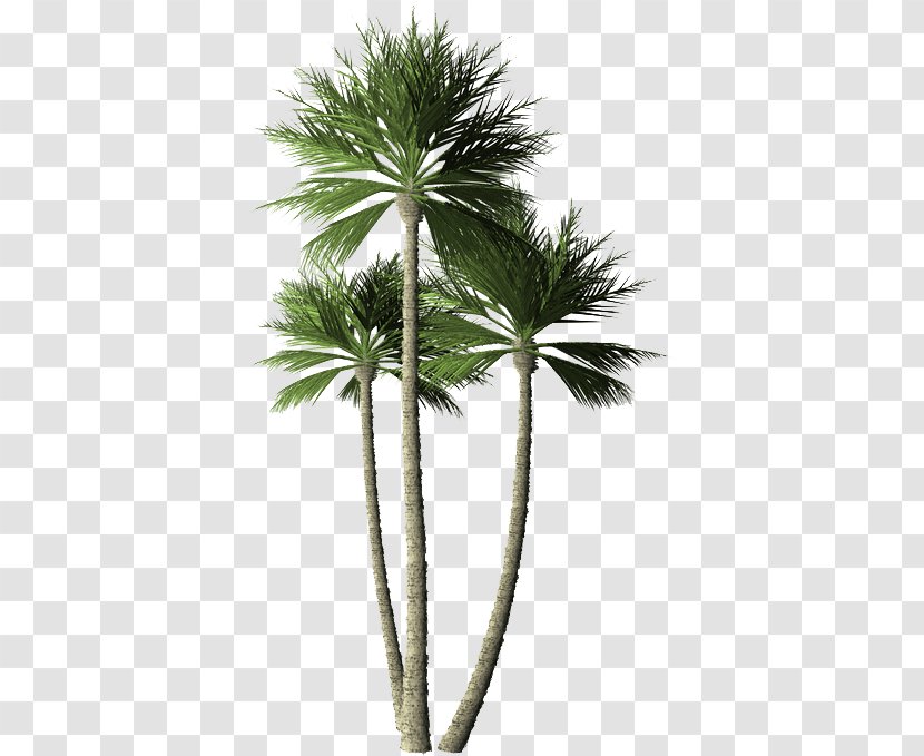 Asian Palmyra Palm Arecaceae Plant Coconut Tree Transparent PNG