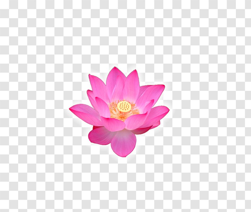 Volga Delta Nelumbo Nucifera Buddhism Flower - Buddhist Music - Lotus Transparent PNG