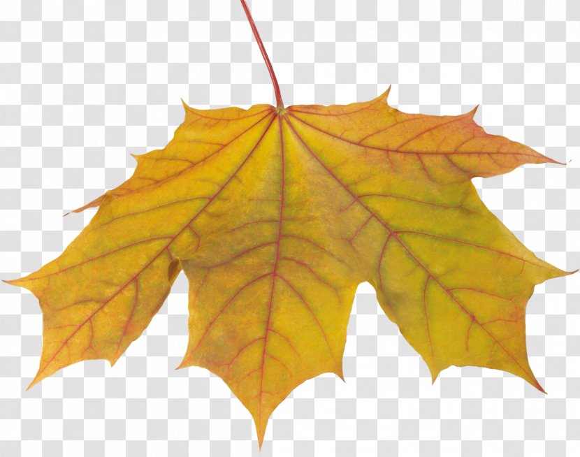 LiveInternet I Feel Love Leaf Je N'attendais Que Vous - Autumn - Leaves Transparent PNG