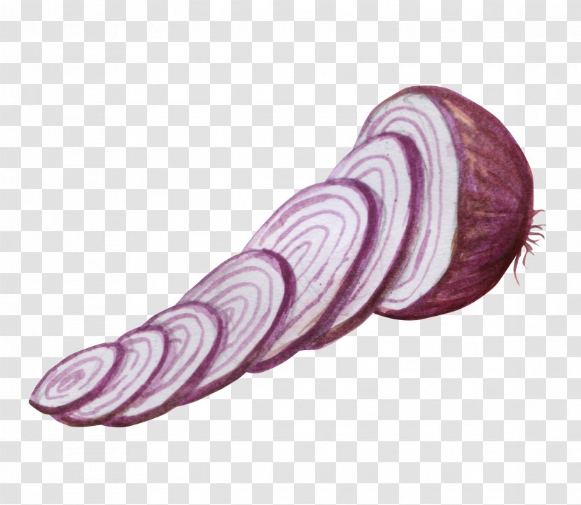 Onion Vegetable Watercolor Painting - Cut Onions Transparent PNG