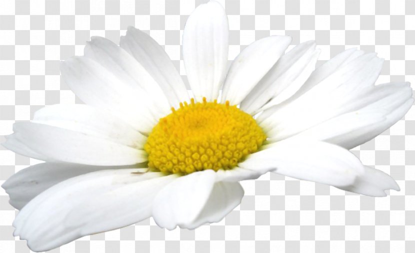 German Chamomile Oxeye Daisy Clip Art - Marguerite - Camomile Flowers Transparent PNG
