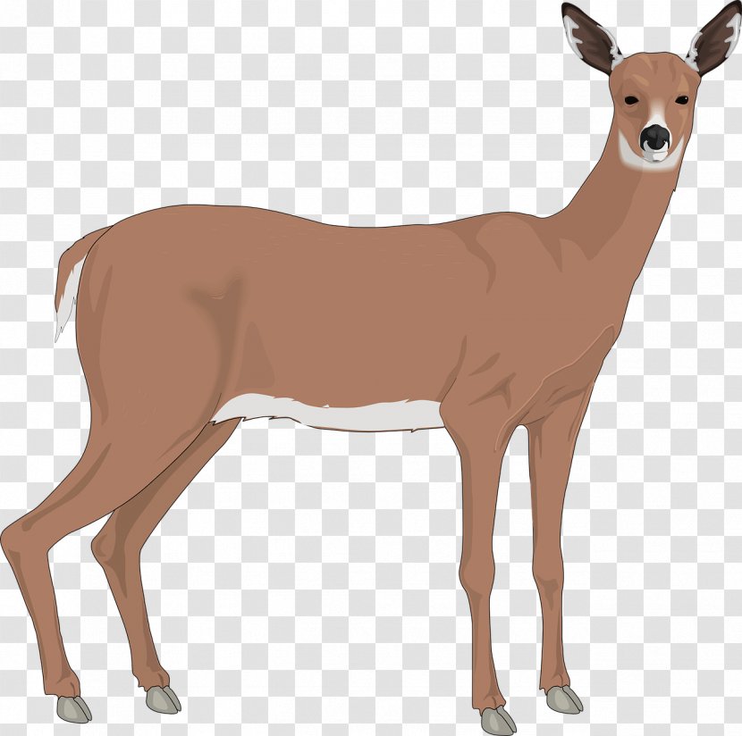 The White-tailed Deer Reindeer Clip Art - Cuteness - Baby Transparent PNG
