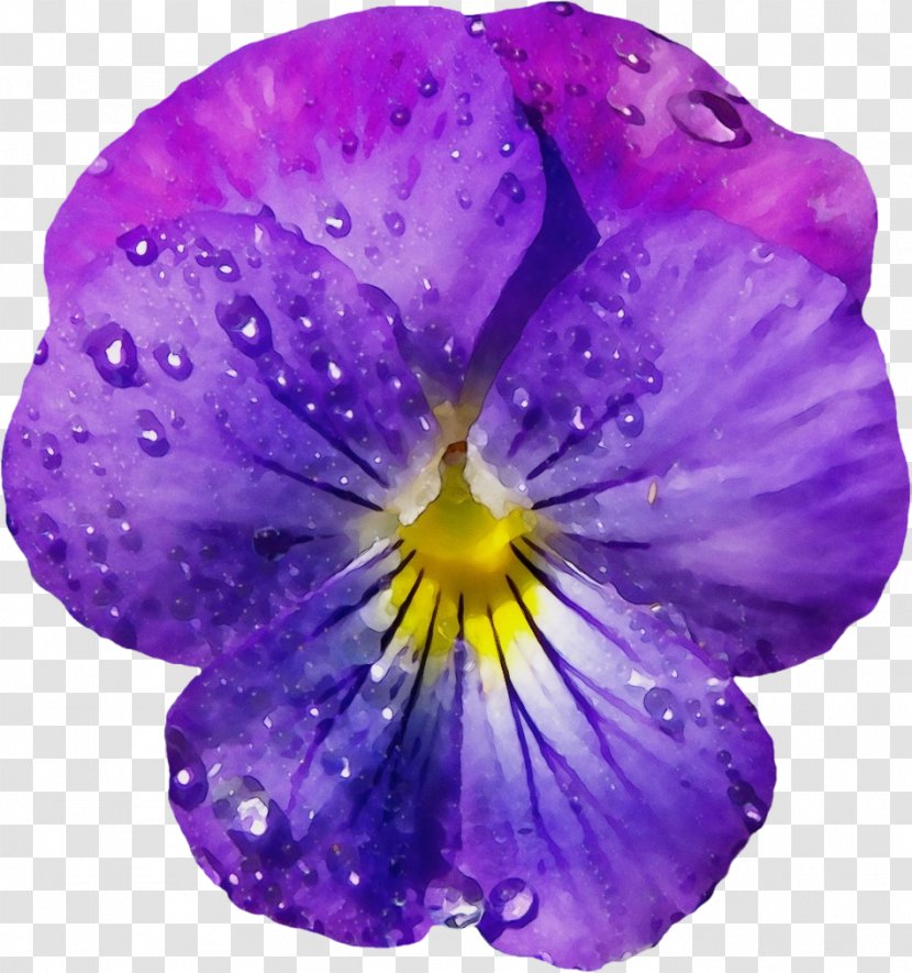 Purple Watercolor Flower - Viola - Geranium Magenta Transparent PNG