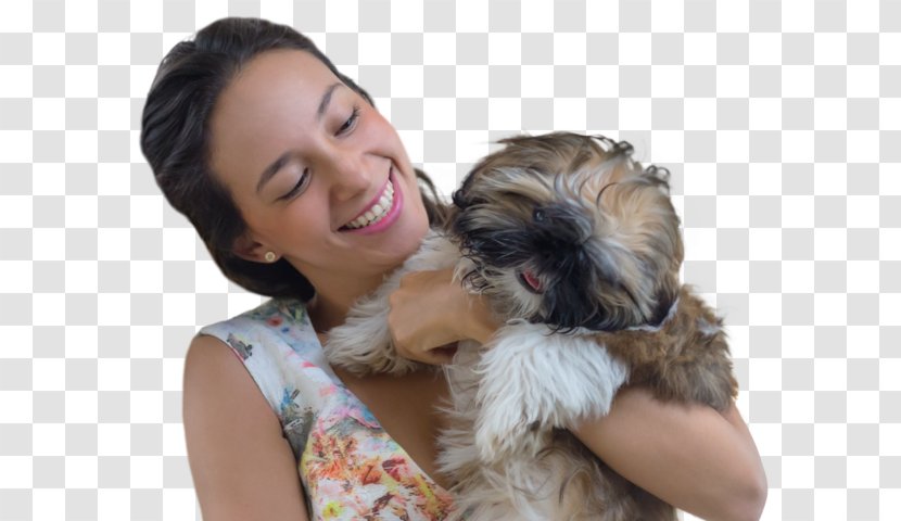 Schnoodle Shih Tzu Morkie Havanese Dog Puppy - Love - Tzus Transparent PNG