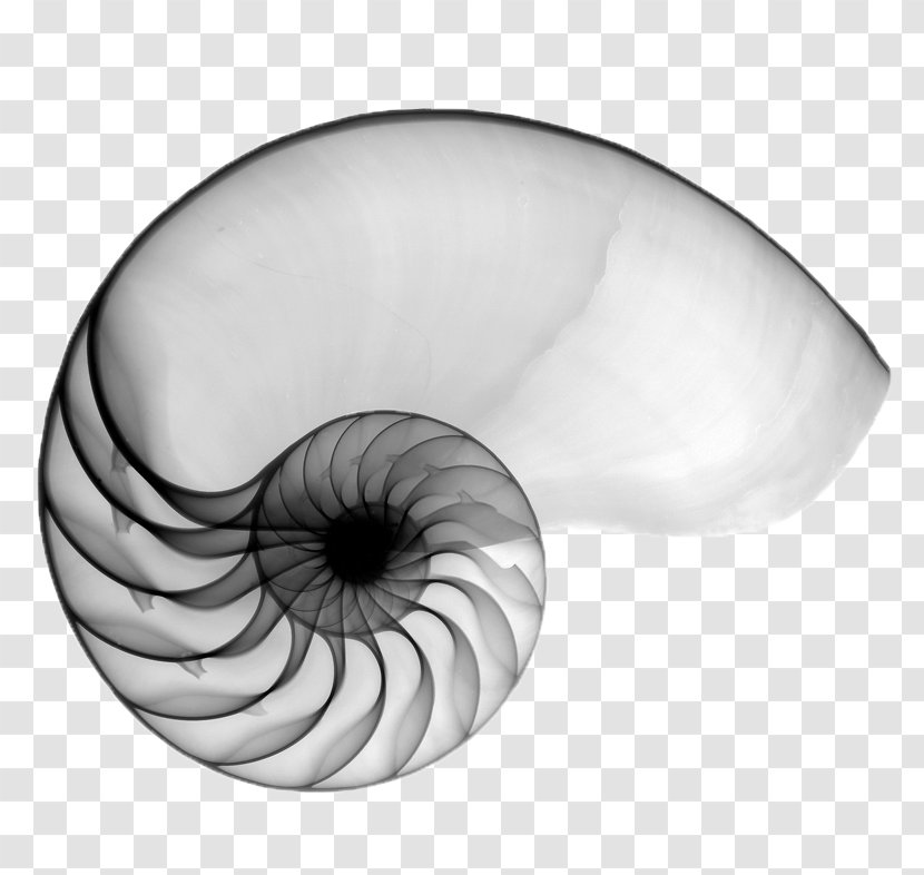 Golden Ratio - Invertebrate - Molluscs Eye Transparent PNG