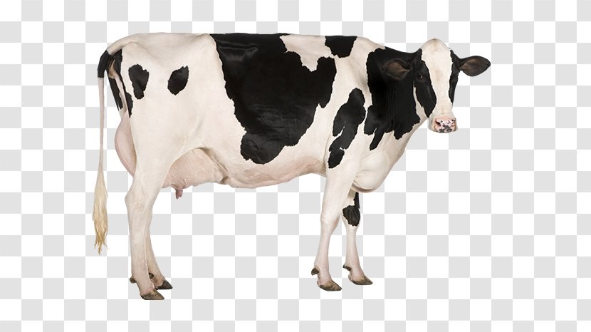 Holstein Friesian Cattle Jersey Stock Photography Dairy Farming - Like Mammal Transparent PNG