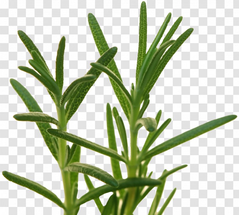 Herb Rosemary Food Flavor Recipe - Plant Stem Transparent PNG