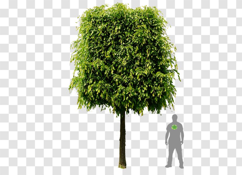 Shrub European Hornbeam Branch Tree Hedge - Plants Transparent PNG
