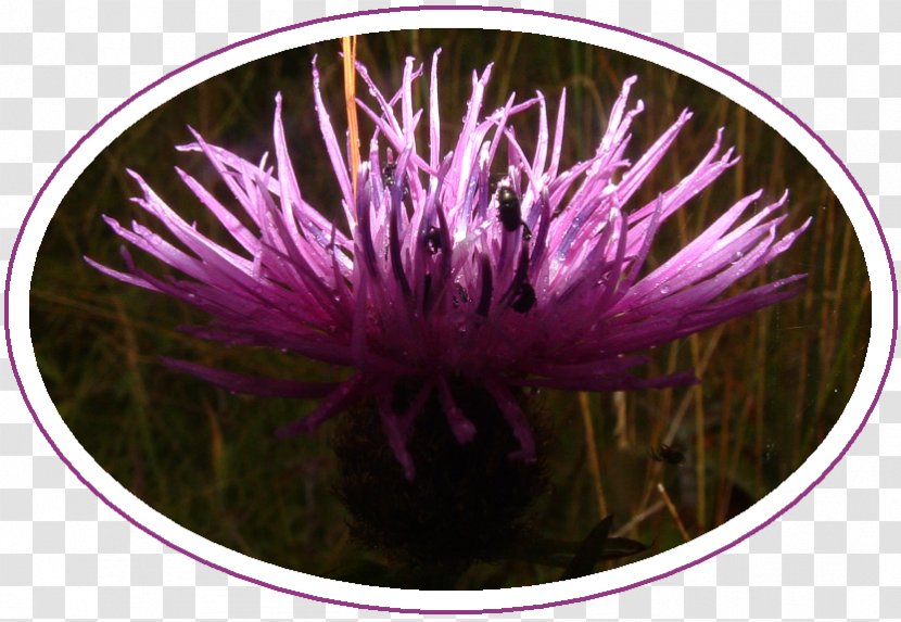 Tocil Wood And Nature Reserve Gibbet Hill Grill July Flower - Cock Transparent PNG