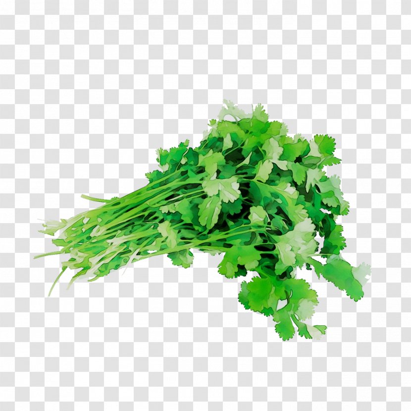 Coriander Parsley Herbalism Rapini - Grass Transparent PNG