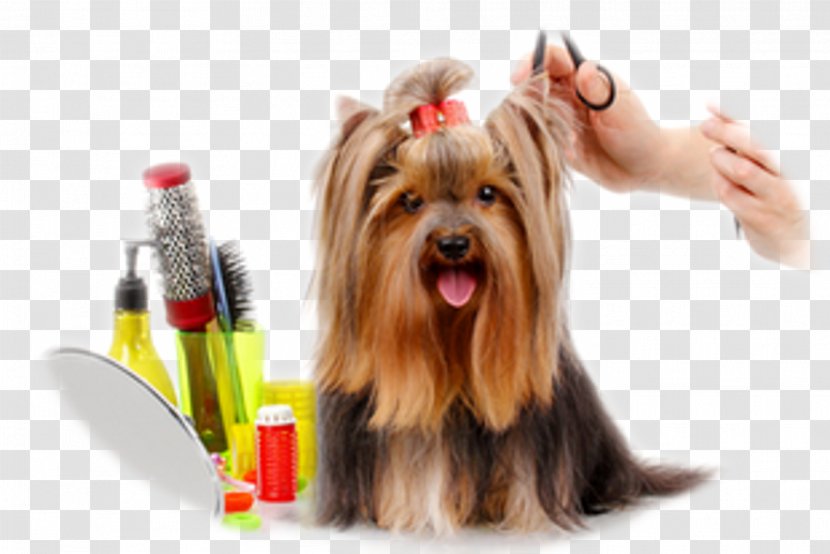 Dog Groomer Barber Cosmetologist Veterinarian - Vertebrate Transparent PNG