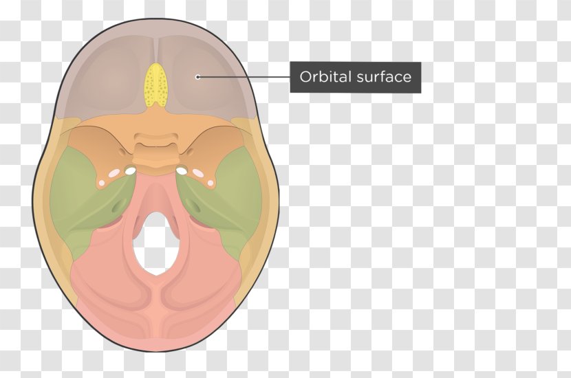 Orbital Part Of Frontal Bone Skull - Frame Transparent PNG